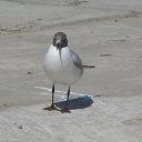 ���� ����, �����������, 38 ��� - ��������� 17 �������� 2013 � ������ �������