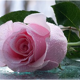 ���� ������, ���� - ��������� 19 ������� 2013