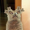 ���� ����, �����-���������, 42 ���� - ��������� 13 ������� 2013