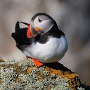  Puffin, , 44  -  24  2014    