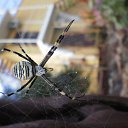 ���� O�����, �����������, 52 ���� - ��������� 12 ����� 2014 � ������ ������ ��������