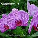 ���� Tatiana, ����������� - ��������� 5 �������� 2013 � ������ ���� ����������