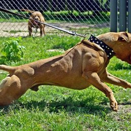 �������, ������, 45 ���