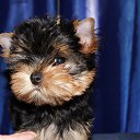 ���� �����, �����������, 33 ���� - ��������� 20 ������� 2013 � ������ ���� ����������