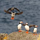  Puffin, , 44  -  24  2014    