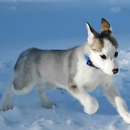 ��������, ������, 23 ����