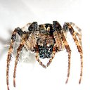 ���� ������, ���������, 55 ��� - ��������� 23 ������� 2014