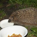 ���� �������� ))., ��������� - ��������� 14 ������� 2014 � ������ ������ ��������