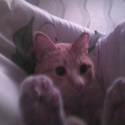 ���� ������, ����������� - ��������� 4 ������� 2014