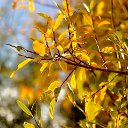 ���� Pittolinn, �����������, 54 ���� - ��������� 22 ������� 2013 � ������ �������