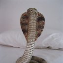 ���� ��������, �������, 86 ��� - ��������� 4 �������� 2013 � ������ ���� ����������