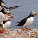  Puffin, , 44  -  24  2014    