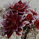 ���� ��������, ������, 54 ���� - ��������� 20 ������ 2013