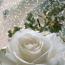 ���� Zigzag, �����, 38 ��� - ��������� 20 ������� 2013 � ������ ���������!�