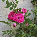 ���� ���������, ������, 105 ��� - ��������� 10 ������� 2013 � ������ ���� ����������