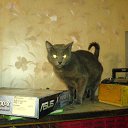 ���� �����, ���������, 33 ���� - ��������� 25 ������� 2013 � ������ ���� ����������