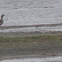 ���� ����, �����������, 38 ��� - ��������� 17 �������� 2013 � ������ �������