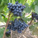 ���� ����, �������������� - ��������� 2 ������� 2014 � ������ ���� ��������