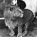 A cross between a female lion and a male Leopard - a Leopon
    