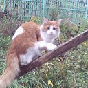 ���� �������, ����, 46 ��� - ��������� 11 ������� 2013 � ������ ���� ����������