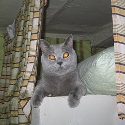 �������, ���������, 48 ���