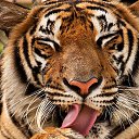 ���� ������, ���������� �����, 51 ��� - ��������� 25 �������� 2013