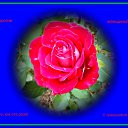 ���� ������� �., ����� - ��������� 9 ����� 2014 � ������ ������ ��������