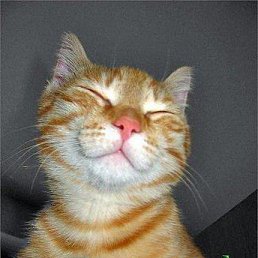 Dima, �����-���������, 22 ����