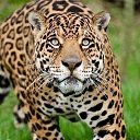 ���� ������, ������, 39 ��� - ��������� 20 ������ 2013 � ������ ���� ����������