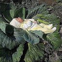 ���� ��������� ����������, ���������, 71 ��� - ��������� 28 ������ 2014 � ������ ���� ����������