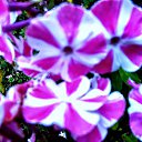 ���� ������� �., ����� - ��������� 6 ������� 2013 � ������ �������