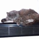 ���� ���, �������, 68 ��� - ��������� 31 ������ 2014 � ������ ���� ����������