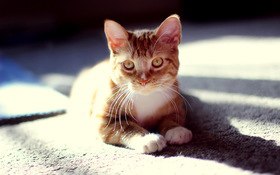 ����� �����