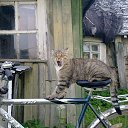 ���� ��������, �����-��������� - ��������� 4 ������� 2013 � ������ ���� ����������