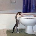 ���� �����, ������, 54 ���� - ��������� 25 ������� 2014 � ������ �FunnyAnimals�