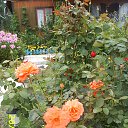 ���� ��������, �����, 65 ��� - ��������� 30 ������ 2014 � ������ ������ ��������