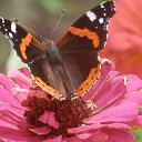 �������....��� ���� ����� ��� �����) �� ������� ������...�