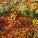 ����� ������ �� ������� ���� ����������