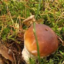  Svetlana, , 59  -  12  2014   )