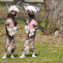 ���� �����, ������, 54 ���� - ��������� 25 ������� 2014 � ������ �FunnyAnimals�