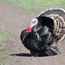 ���� ����, �����������, 69 ��� - ��������� 3 ������� 2014 � ������ ���� ����������