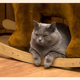 ���� ����, ������, 51 ��� - ��������� 21 ������� 2013