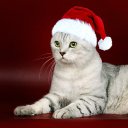 ���� Ivan, �����������, 33 ���� - ��������� 7 ������ 2014 � ������ ���� ����������