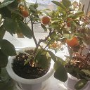 ���� ��������, ����� - ��������� 3 ����� 2014 � ������ ��฻