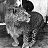 A cross between a female lion and a male Leopard - a Leopon
