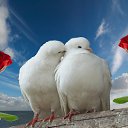 ���� Hadice, ������, 42 ���� - ��������� 25 ������� 2014 � ������ �������