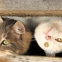 ���� ���������, �����-���������, 57 ��� - ��������� 19 ������� 2014 � ������ ������ ��������