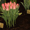 ���� Tim, ��������� - ��������� 25 ������ 2013 � ������ �������