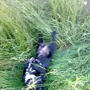 ���� ��������, ������ - ��������� 1 ������� 2013 � ������ �Lyfe Happy Sormadi�