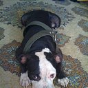 ���� Rafael, ������, 51 ��� - ��������� 10 ����� 2014 � ������ ���� ����������